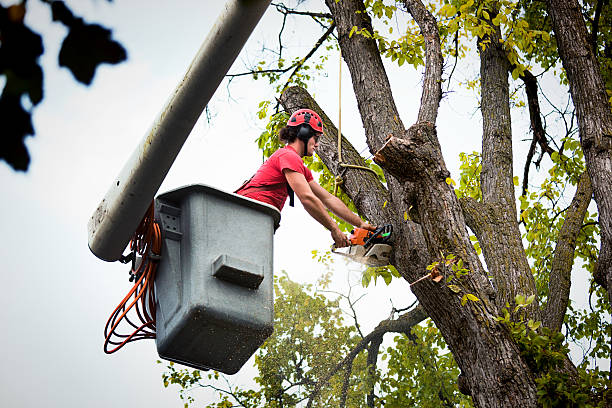 Best Stump Grinding and Removal  in Thornport, OH